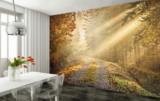 tranquil-forest-path-giant-wall-mural-forest-002-free-paste-3945-p